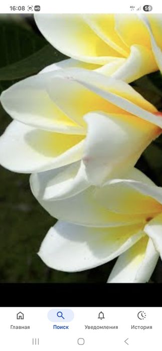 Плюмерия цветы вечной Любви