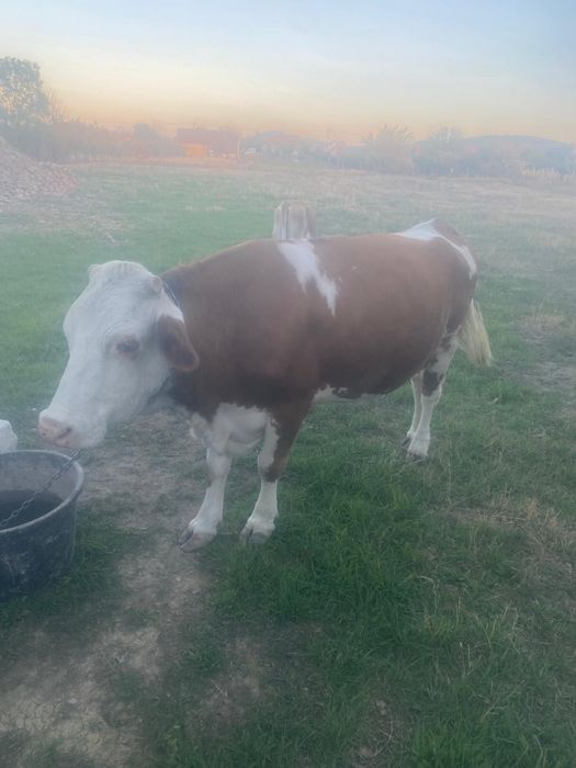 vaca de vanzare