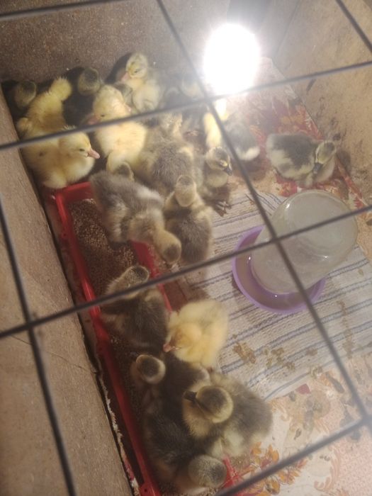 Продам домашних гусят