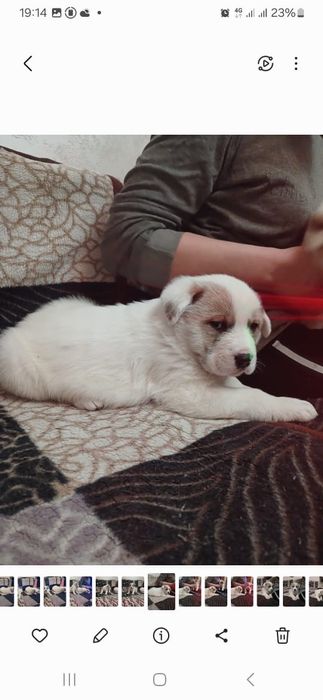 Малыши Алабайчика