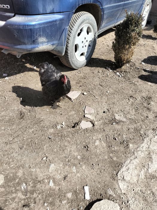 Срочно продам петухов