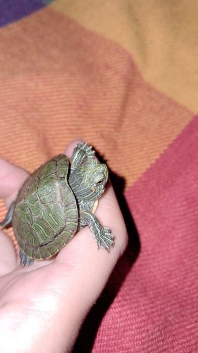 Красноухая черепаха