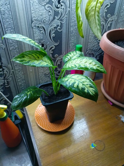 Комнатный цветок