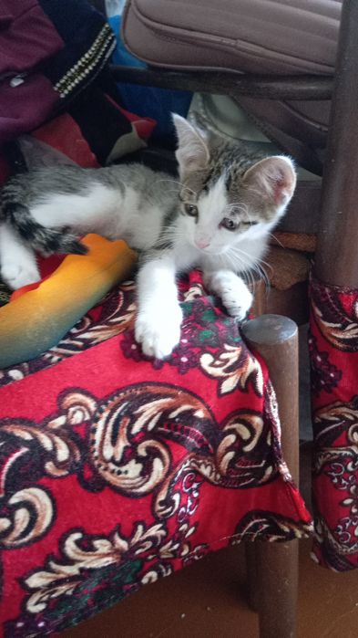 Oddiy uy mushuklari sotiladi hammasi ógil bola