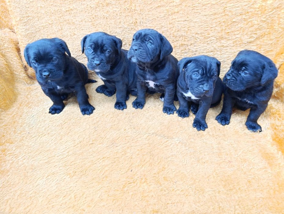 Кане Корсо с Паспорт и Ваксина !