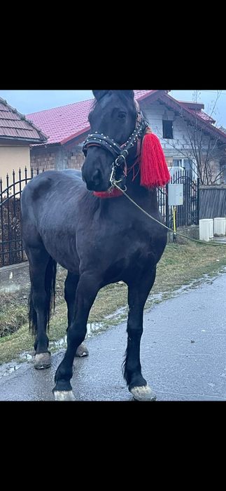 Vând sau schimb o iapă de 5 ani