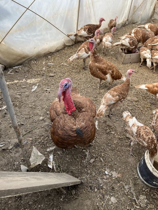 Домашно гледани пуйки ред бърбън