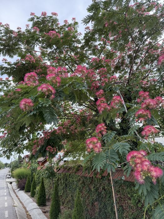 Albizia julibrissin - arborele de matase