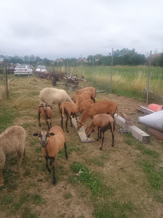 Oi Cameron de vinzare