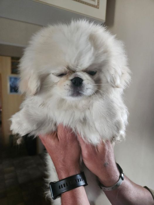 Продам щенков Пекинеса