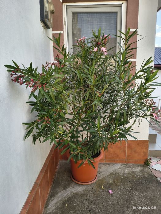 Leandru bicolor 170 cm