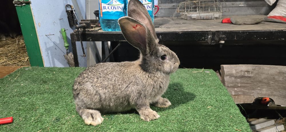 Urias German de vanzare