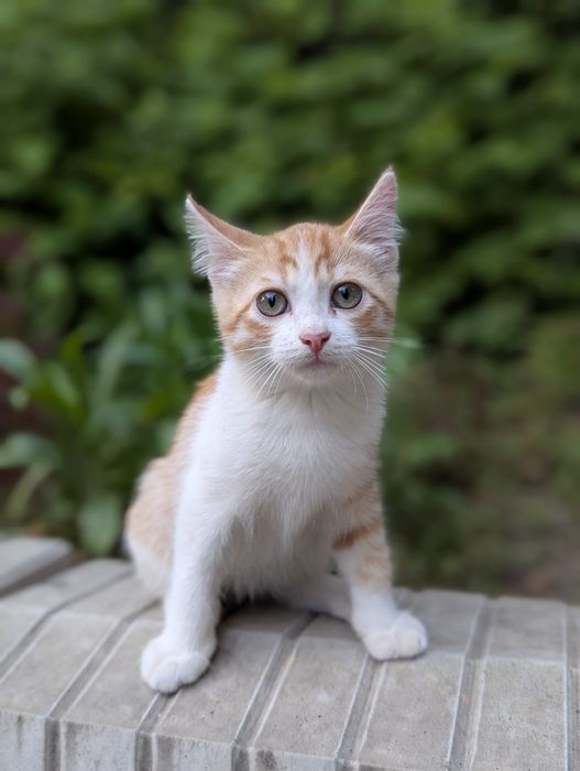 Котята ищут маму