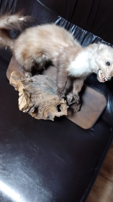 .Препарирана    бялка на дърво