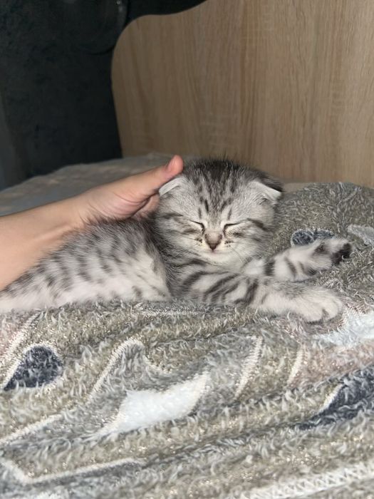 Продам котенка девочку