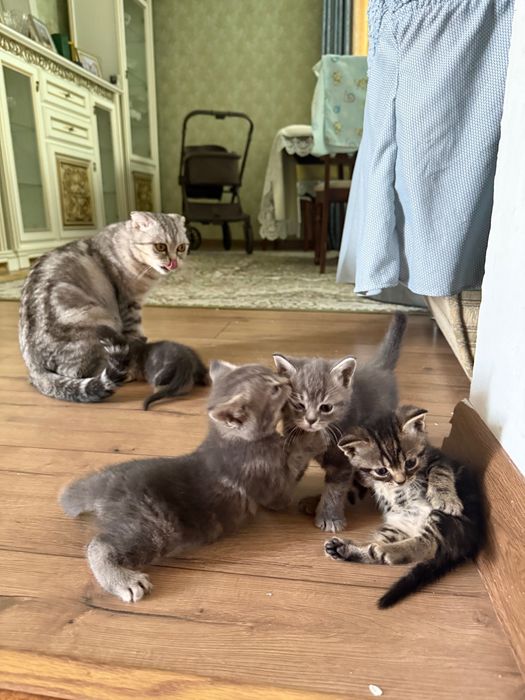 Продам породистых котят