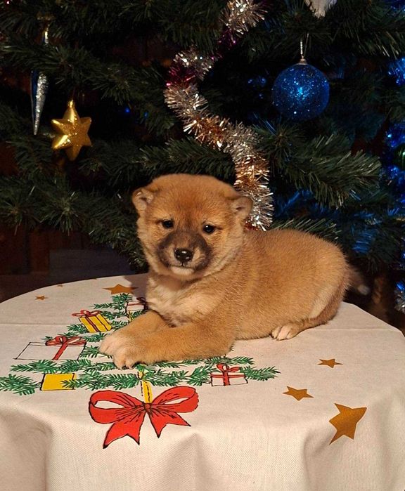 Шиба ину прекрасни кученца