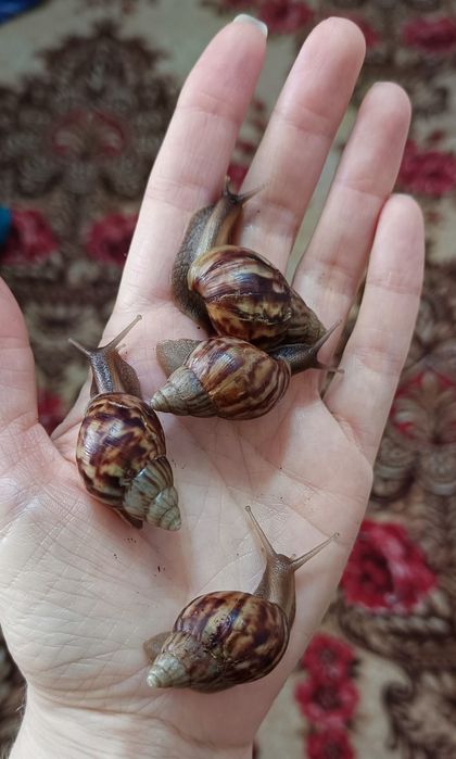 Продам улиток  Ахатин