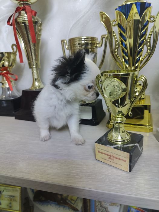 Продаётся щенок чихуахуа, мальчик