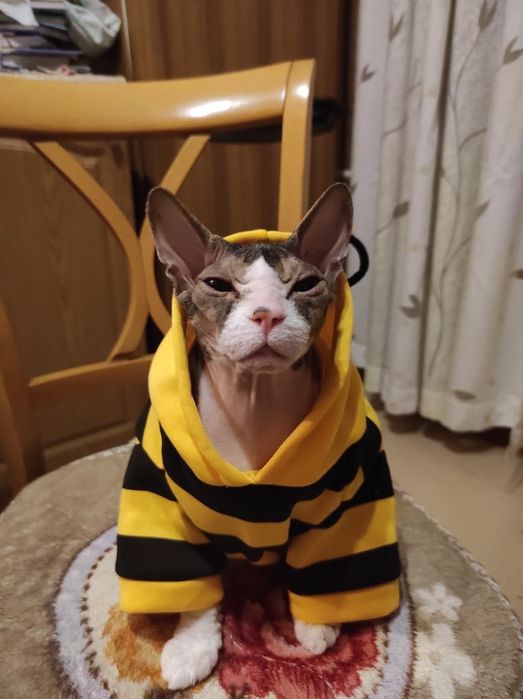 Тёплая одежда для кота. Худи Пчёлка.