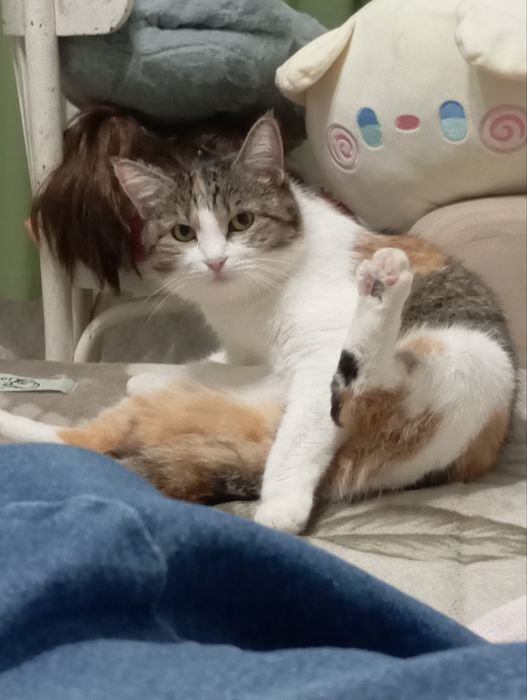 Отдадим кошечку трехцветную