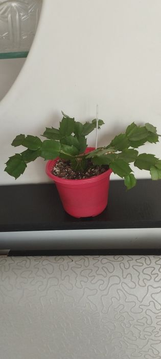 Шлюмбергера розовая.