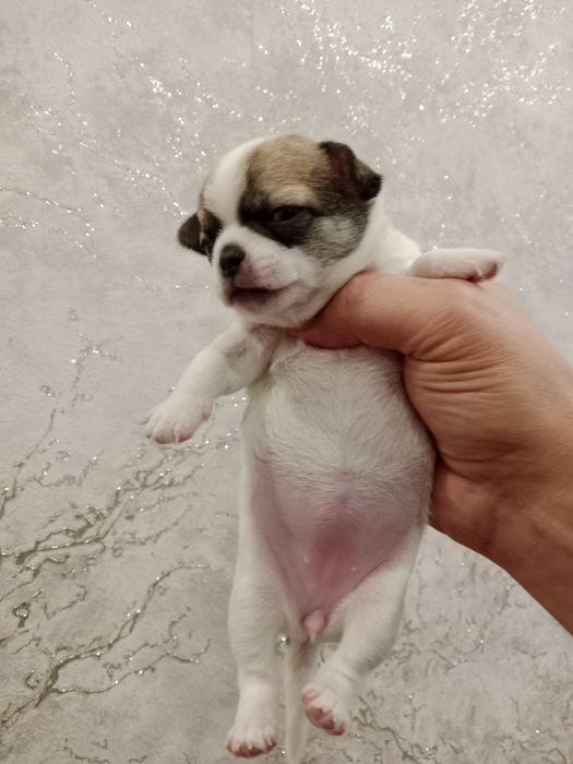 Щенки Чихуахуа-открыта бронь.