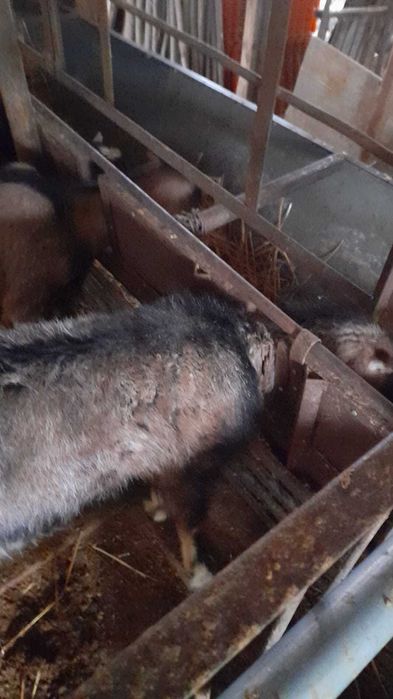 Iezi si capre de vânzare de vânzare 150-450 negociabil