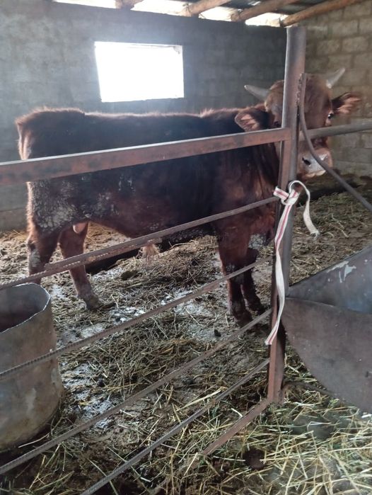 Срочно продам быка.