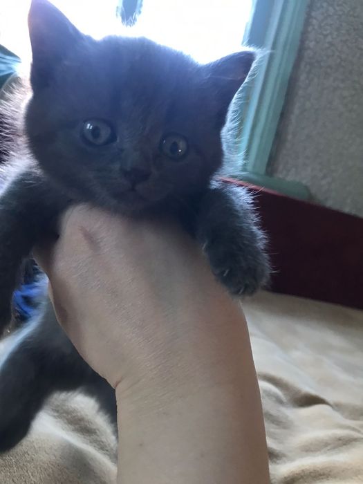 Британский котенок девочка