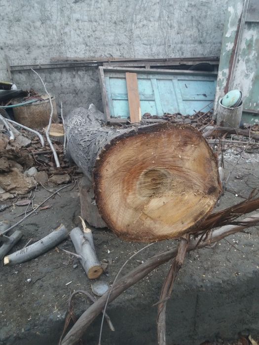 Ёнгок    дарахти