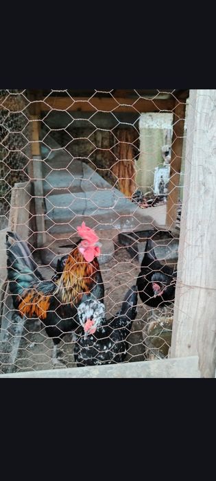 Cocoși pitici tineri