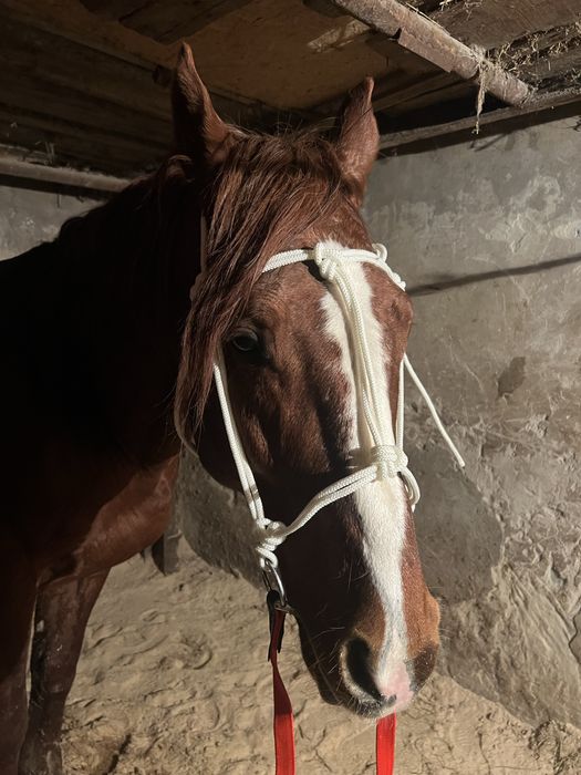 Зангар жуген кол онер