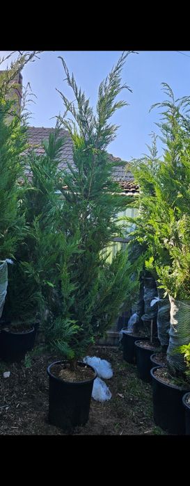 Spirale ponpon magnolie maslin