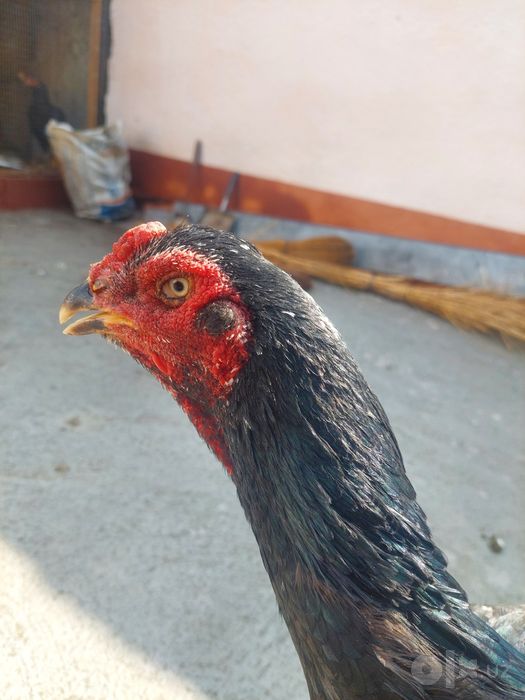 Makiyon sotiladi