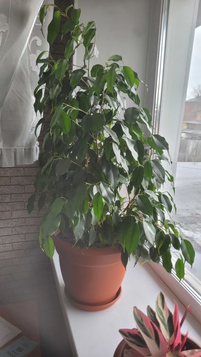 Продам комнатные цветы Шефлера и еще 1