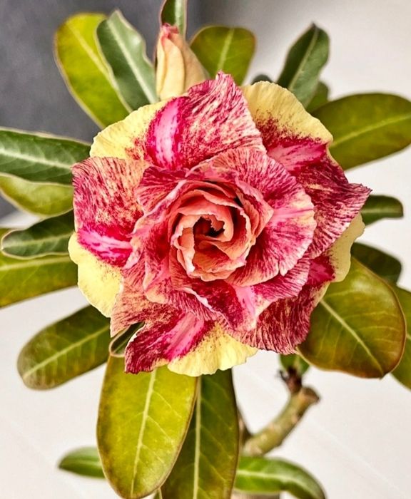 Махровые Адениумы разных сортов