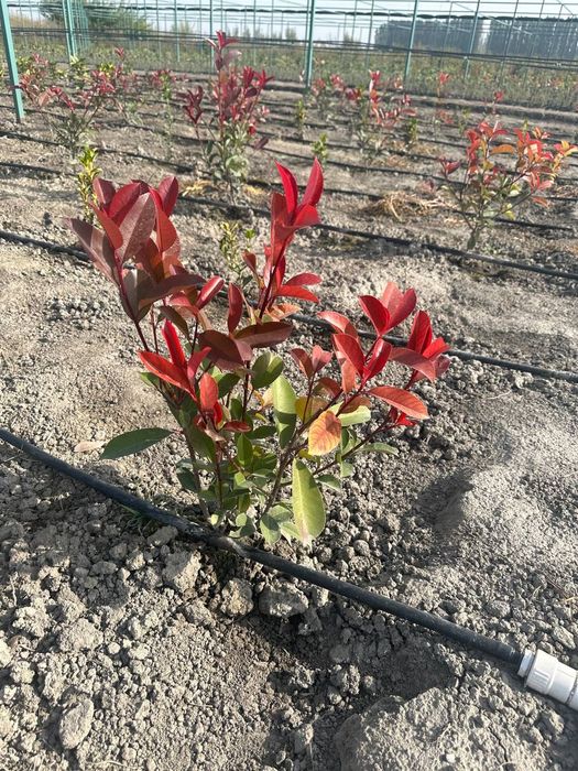 Фатиния изгирид (Италия)