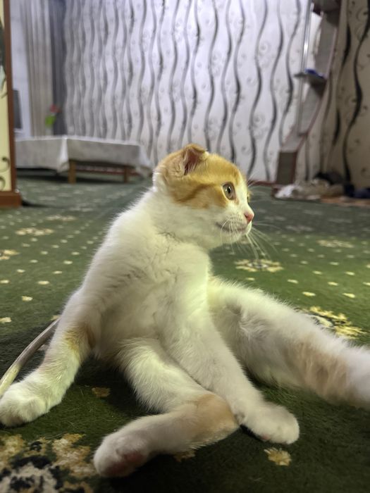 кошка пародистая