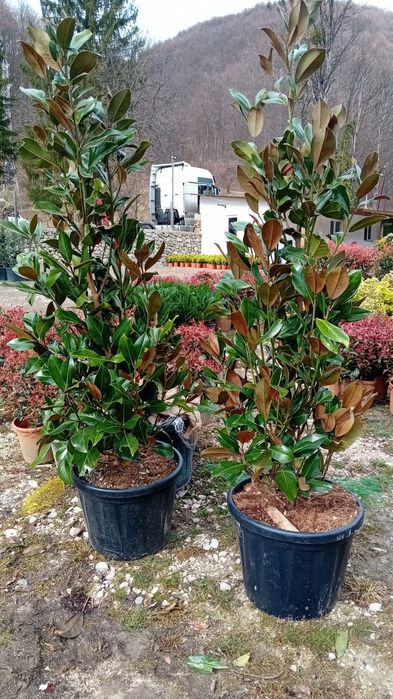 Vând chiparos leylandi