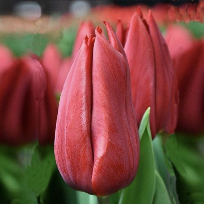 Тюльпаны оптом 420