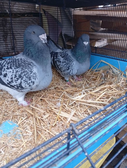 Vând standard  porubei