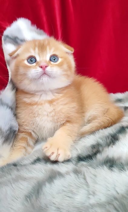 Скоттиш фолд мальчики