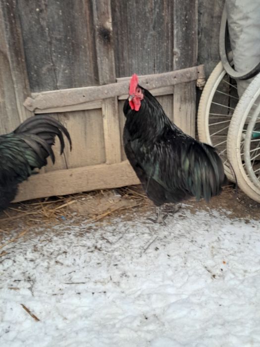 De vânzare doar cocosi și rățoi!