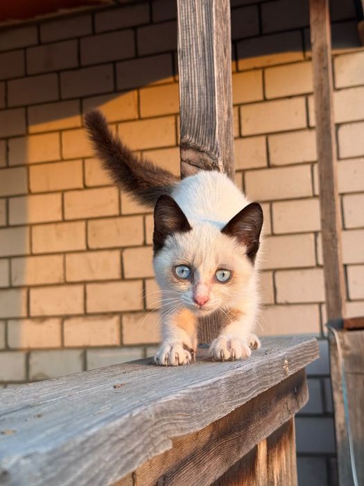 Отдам котенка в добрые руки!