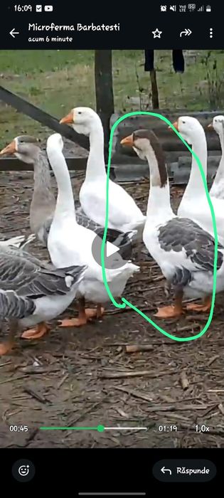 Gâște metis holmogor