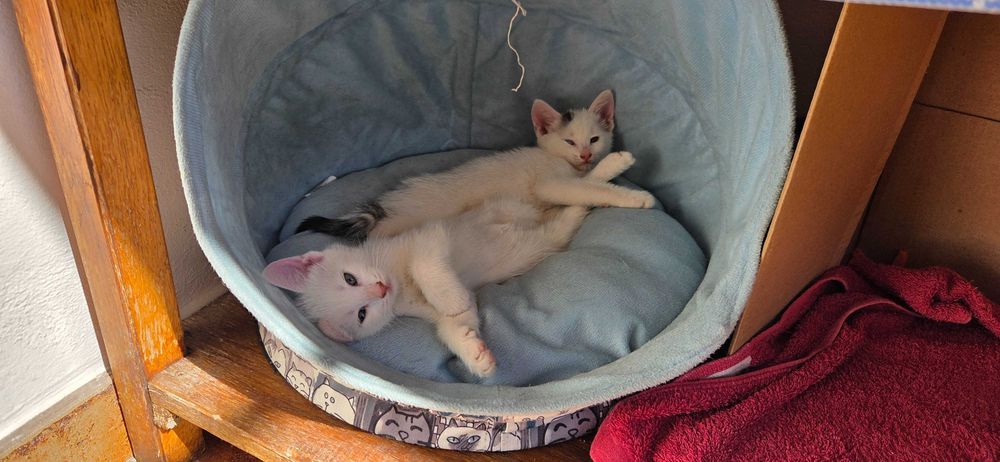 Ofer spre adopție 2 pui și mamica lor