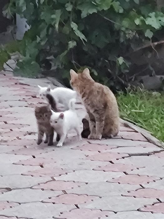 Отдам Котят в добрые руки