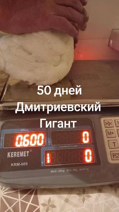 Инкубационное яйцо Дмитриевский Гигант