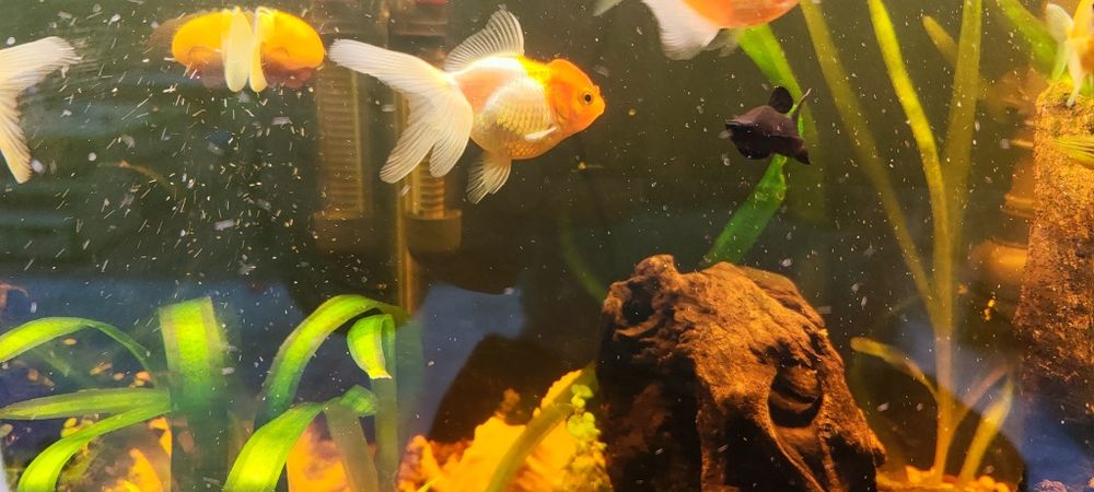 Аранда (красная шапочка)